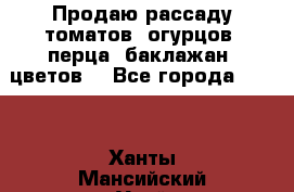 Продаю рассаду томатов, огурцов, перца, баклажан, цветов  - Все города  »    . Ханты-Мансийский,Урай г.